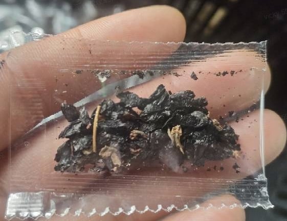 🌿Shade-Tolerant Plant